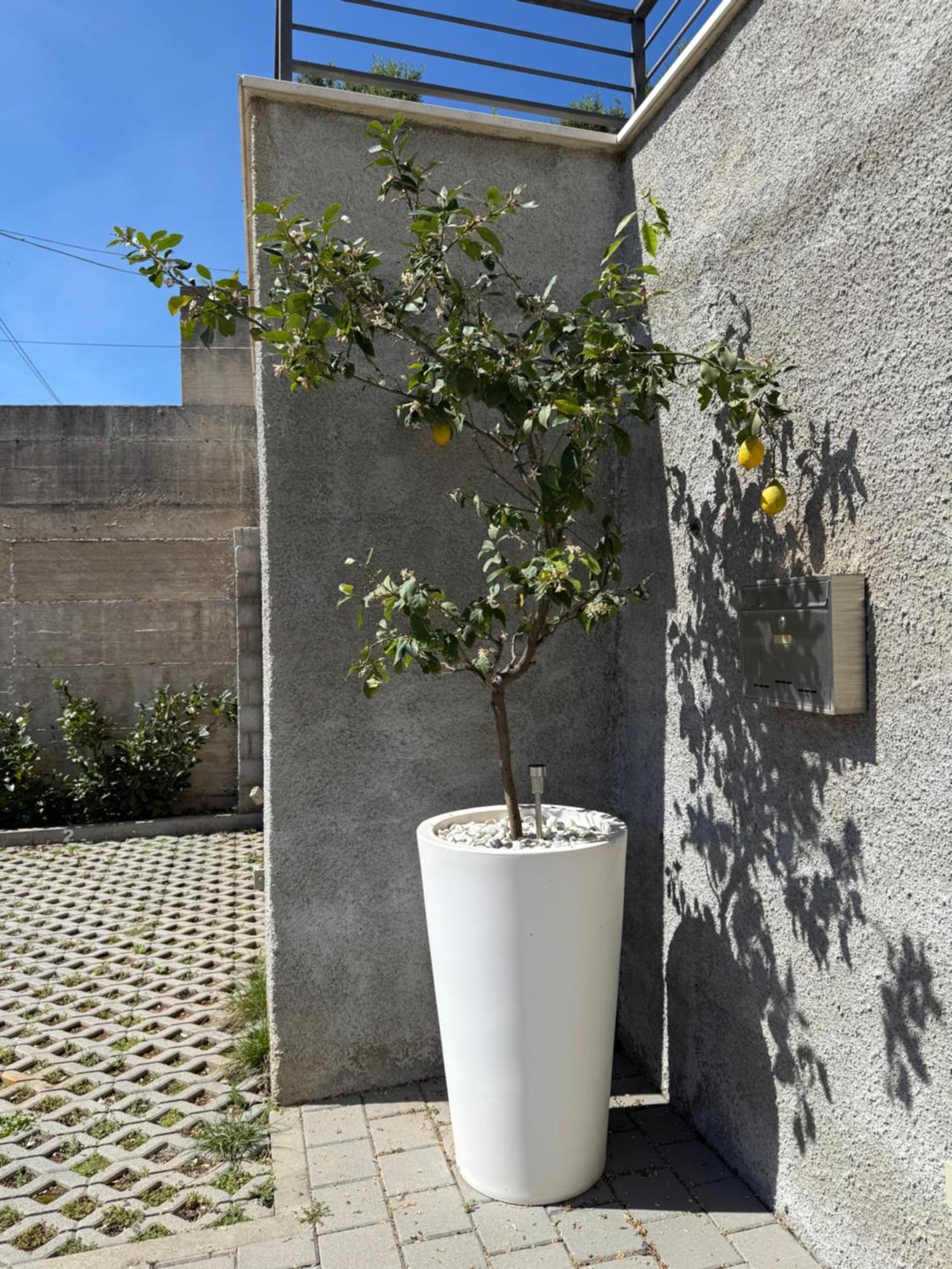 Lemon Tree Dubrovnik Apartments Exteriör bild